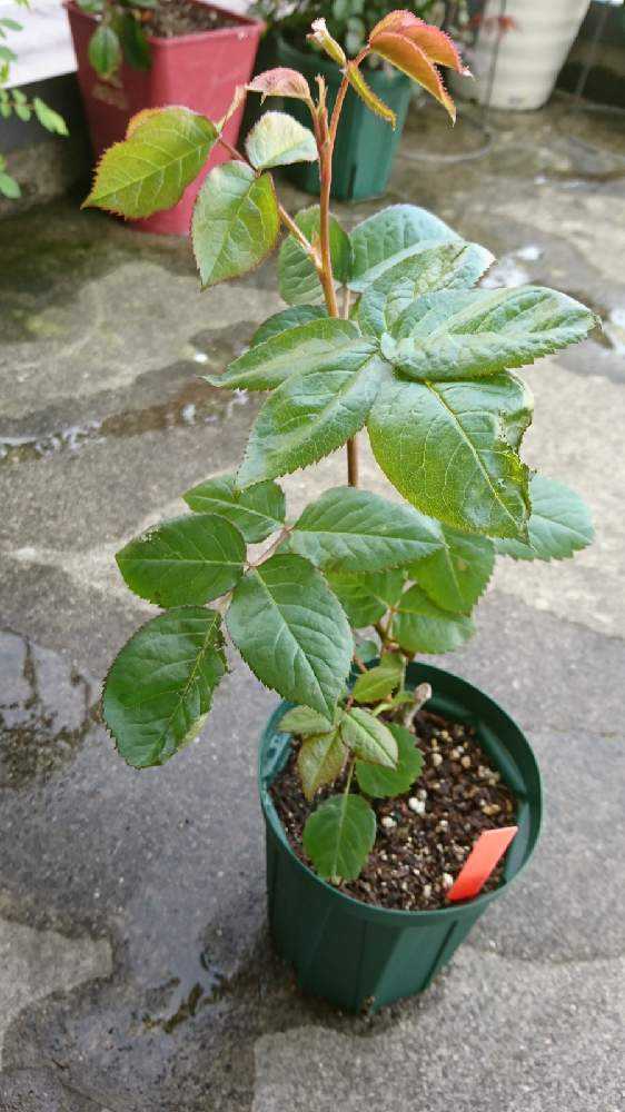 更新中】バラ(切り花品種)の小さな小さな接ぎ木苗の成長