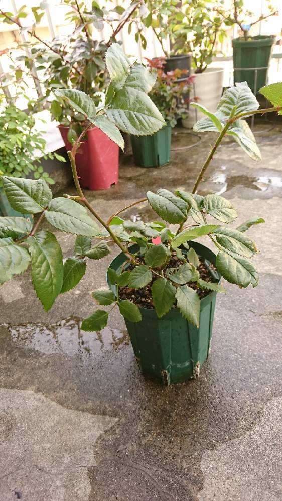 更新中】バラ(切り花品種)の小さな小さな接ぎ木苗の成長