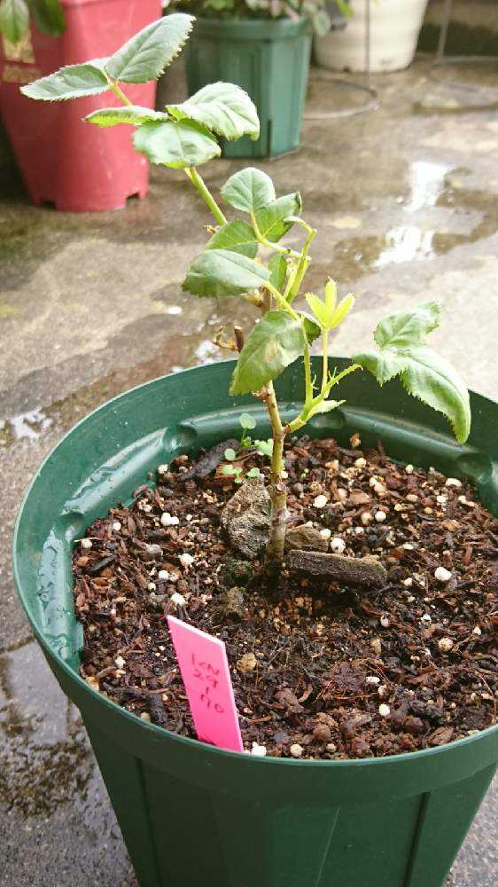 更新中】バラ(切り花品種)の小さな小さな接ぎ木苗の成長