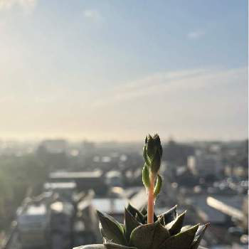 朝陽を浴びての画像 by 麻さん | 窓辺と多肉植物と花のある暮らしと朝陽を浴びて