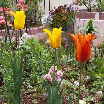 春の芽吹きの画像 by ともこさん | 小さな庭とmy liter gardenとマイガーデンと チューリップとガーデニングと春の芽吹きと花のある暮らし