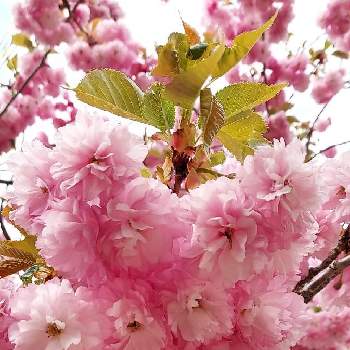 ❤️さくらリレー♬の画像 by tMさん | お出かけ先と八重桜とお散歩道と公園と植物大好きと❤️さくらリレー♬と桜(さくら)リレーと花のある暮らし