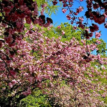 火曜ベンチの画像 by さぼさぼさん | サトザクラと八重桜と医療・介護の皆様に感謝とウクライナに平和をと満開と華やかと今日を良い日にと桜フォトコン2022とGSのみなさんに感謝♡とコロナに負けるな！と春爛漫！と武蔵野台地のヘリとピンクワールドへ ようこそと❤️桜リレー♬と心和むひと時を…と明日はきっと良い日になると平和な日々を願いと19日はピンクの日!とお花見散歩と火曜ベンチ