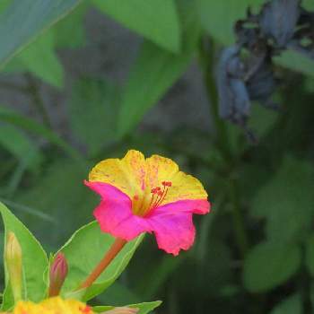 7月の画像 by しろさん | オシロイバナとおしろいばなと写真とデジカメ撮影と花の撮影と7月と4月と変わった色と今日のお花と色んな色と個性的