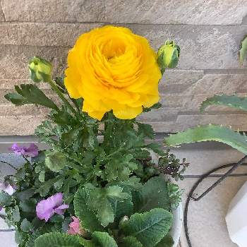 春の寄せ植えの画像 by カメリアさん | エントランスとビオラとプリムラジュリアンとラナンキュラスと春の寄せ植えとピンクの花と今日のお花とDCMビオラと黄色の花と花のある暮らしと北海道と北国のガーデニングと札幌
