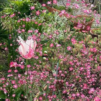 種まきっこの画像 by 有明の春さん | ピンクラブとわれら17年組とおうち園芸と種まきっこと私の庭と元気に育ててますよと花のある暮らしと大好き♡︎ʾʾとマイブームとチーム福岡