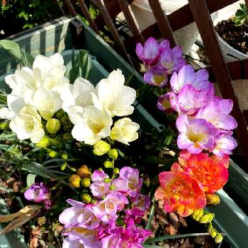 うっこさん家の可愛いお花達の画像 by うっこさん | 小さな庭と♡癒し♡とフリージア☆と花のある暮らしと『秋植え球根2022』フォトコンテストとうっこさん家の可愛いお花達