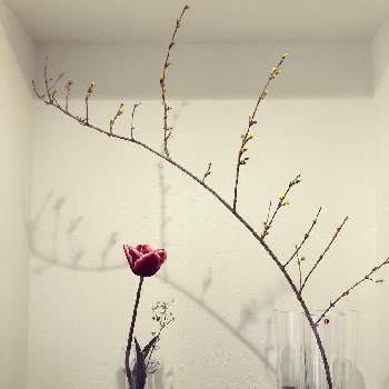 枝ものの画像 by ぽぷりさん | 玄関とチューリップアルマーニとレンギョウと枝ものとアルヴァ・アアルトとイッタラとガラスの花器とホルムガード セレブレイト