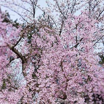 ほっとひと息の画像 by むーさんままさん | お出かけ先とベニシダレザクラと公園の樹木とピンクの花と可憐とお花のある暮らしとさくら 桜 サクラとナチュラルと感謝✨と希望✨とほっとひと息と桜(さくら)リレーとちいさなシアワセ♡と春の足音と繋がりに感謝✨と19日はピンクの日!と弘前公園と❤️桜リレー♬