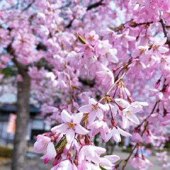 ほっとひと息の画像 by むーさんままさん | お出かけ先とベニシダレザクラと公園の樹木とピンクの花と可憐とお花のある暮らしとさくら 桜 サクラとナチュラルと感謝✨と希望✨とほっとひと息と桜(さくら)リレーとちいさなシアワセ♡と春の足音と繋がりに感謝✨と19日はピンクの日!と弘前公園と❤️桜リレー♬とグリーンアクセサリー♪
