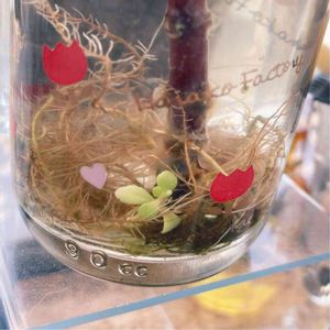 胡蝶の舞,多肉植物,ハイドロカルチャー,水耕栽培,水栽培の画像