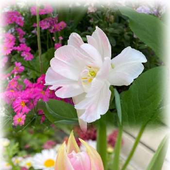 花いっぱい！の画像 by なおさん | 小さな庭とピンクの花と晴れの日と癒しパワーと花いっぱい！とピンクの日とおうち園芸と チューリップと元気もらえますと好きな場所とやっぱり好きと花のある暮らしと19日はピンクの日!と地植え