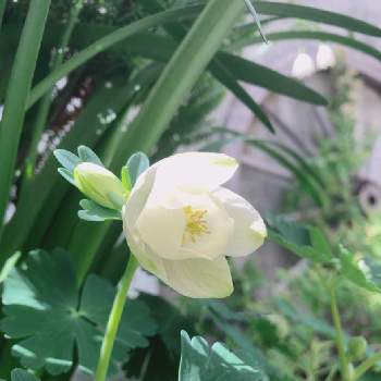 深山オダマキの画像 by カエキチューリップさん | 小さな庭と深山オダマキとナチュラルガーデンと白い花と花のある暮らしとおうち時間