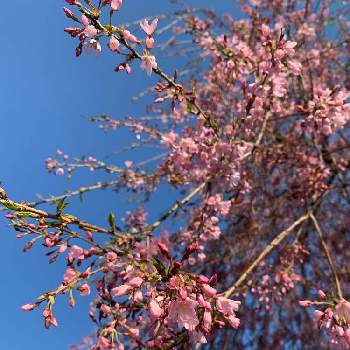 枝垂れ桜☆の画像 by バーディさん | 小さな庭と枝垂れ桜☆