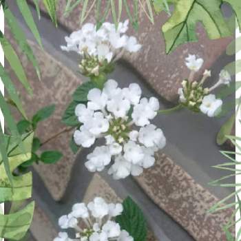 癒やされますの画像 by のりりんの森さん | コバノランタナ(白)と素敵な眺めと可愛いなぁ❤️とたまらんღと癒やされますとめっちゃ可愛い❤️と軒下ロードと綺麗だなぁ