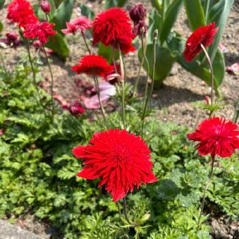 幻のアネモネ ダブルコロナリア フローレプレノ Www Hermanbenschop Nl 幻のアネモネ ダブルコロナリア フローレプレノ Www Hermanbenschop Nl