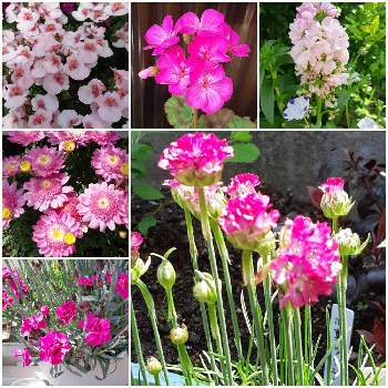 ディアシア ダーラの画像 by みっちょん(^ー^)さん | 小さな庭と金魚草とアルメリアとダイアンサスとゼラニウムとPWマーガレットｽｳｨｰﾄﾋﾟﾝｸとディアシア ダーラと19日はピンクの日♪と春らしい一日とかわいい♡とすてき…♡と小さな花壇とガーデニングと幸せ時間とお天気良くて 暖かいと庭にいりびたり