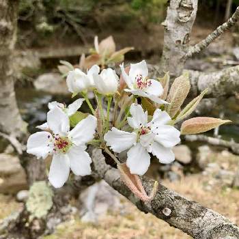 春の花木の画像 by みちさん | お出かけ先と梨の花☆と果樹と春の花木と実のなる木と白いお花♡
