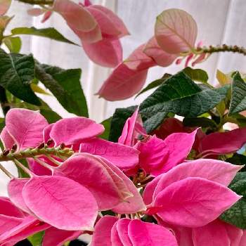 oriの自由なピンクの日の画像 by shippo ➰さん | 窓辺とプリンセチアとyu ＆ゆうクラブと花と緑のある暮らしと癒されます♡と平穏を祈ると乙女色クラブと笑顔になれる♪とGS皆様ありがとうと心穏やかに♡とoriの自由なピンクの日