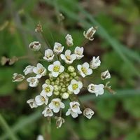 ナズナ,散歩の途中で∪∵∪,白組♪の画像