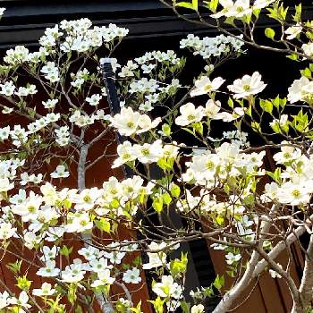 ハナミズキ白の画像 by tomokoさん | 玄関とハナミズキと今が1番❤と ハナミズキと花いろいろと綺麗✨とハナミズキ白