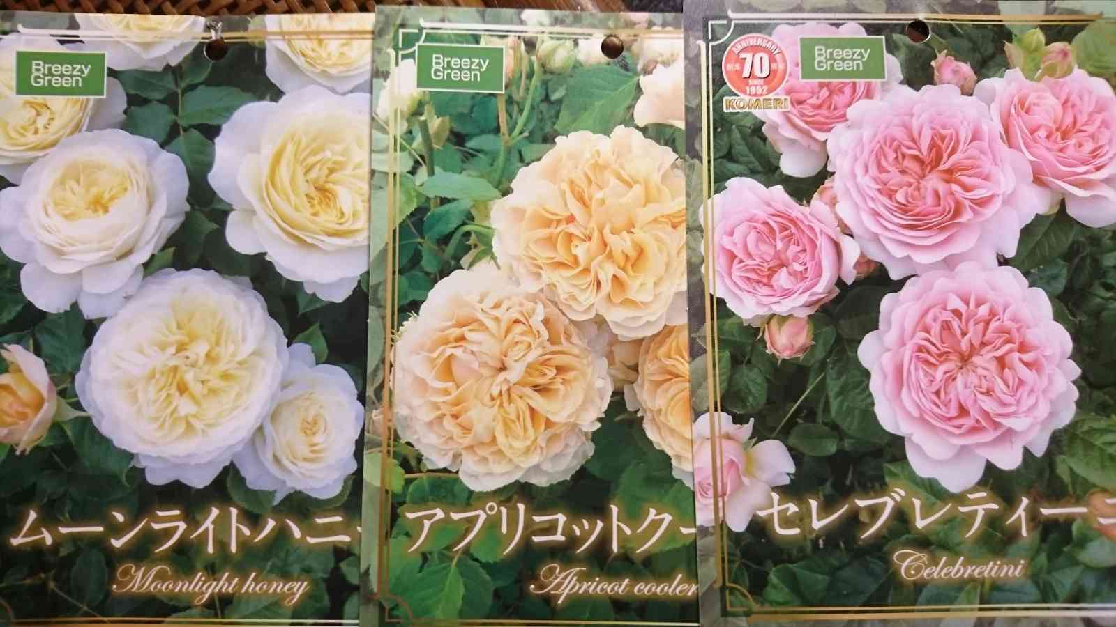 更新中】コメリ薔薇３神器！(ﾟДﾟ )｜🍀GreenSnap（グリーンスナップ）