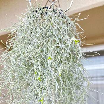 ウスネオイデスの花の投稿画像一覧 Greensnap グリーンスナップ ウスネオイデスの花の投稿画像一覧 Greensnap グリーンスナップ
