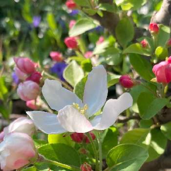 クラブアップルの投稿画像一覧 Greensnap グリーンスナップ