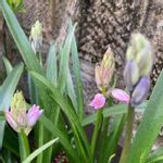 球根 ツリガネソウの一覧 Greensnap グリーンスナップ