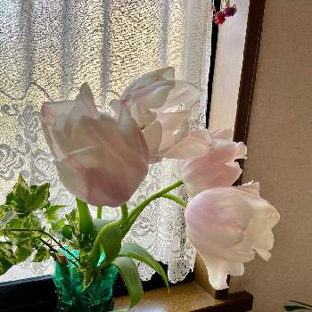 淡いピンク色の画像 by NAOさん | 窓辺とチューリップと春のお花と淡いピンク色と可愛い❤とおうち園芸と水差しにと切り花