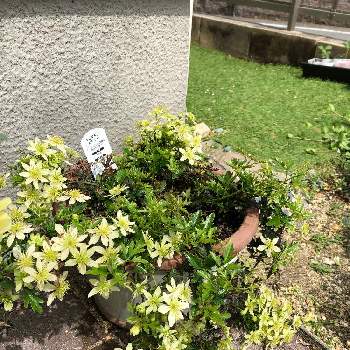 クレマチス ピクシーの画像 by mimi さん | 小さな庭とクレマチス ピクシーと花のある暮らしとおうち園芸