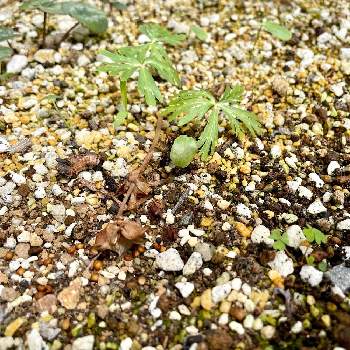 Eranthis pinnatifidaの画像 by guchaさん | 小さな庭とセツブンソウとEranthis pinnatifidaとロザん家の花壇と魅惑の山野草*.*~とわれら17年組