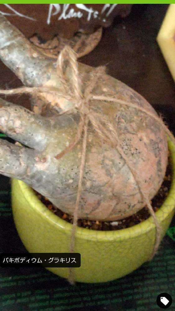 グラキリス　現地球　発根未確認 グラキリス 現地球 発根未確認