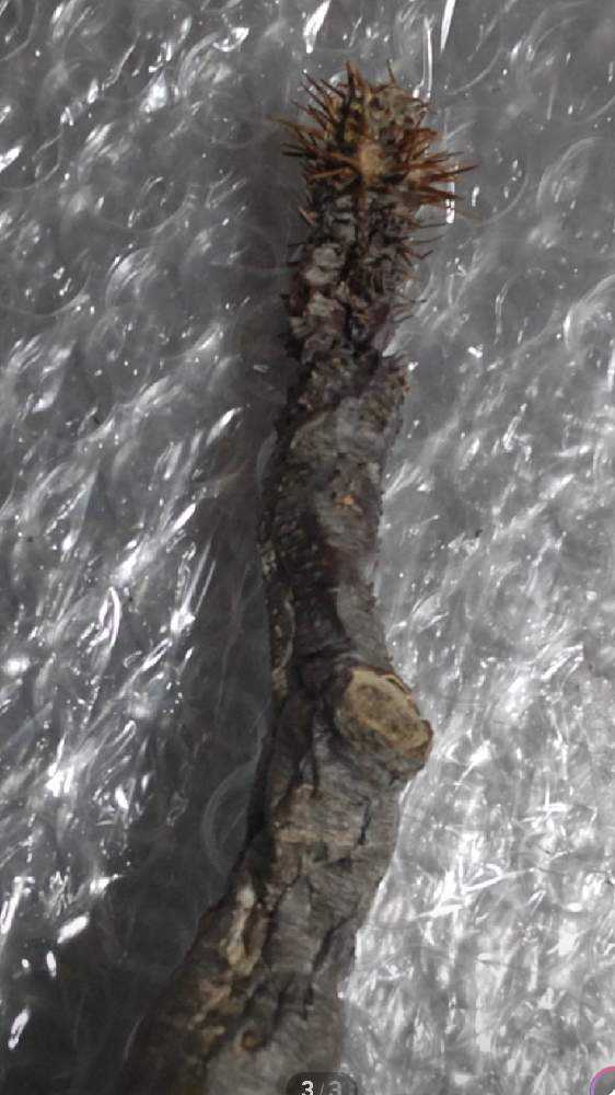 未発根の現地球 パキポディウム グラキリス｜🍀GreenSnap（グリーン