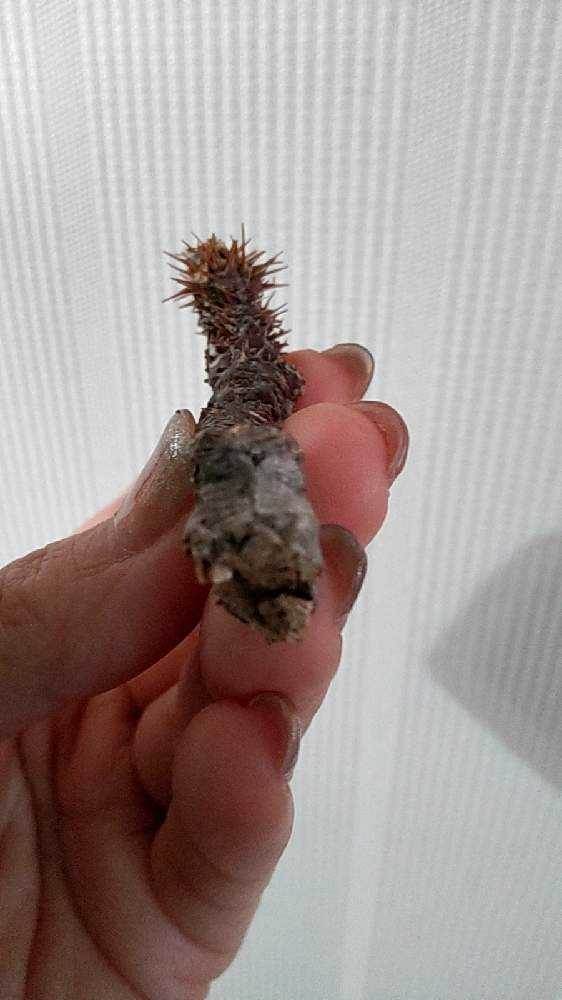 未発根の現地球 パキポディウム グラキリス｜🍀GreenSnap（グリーン