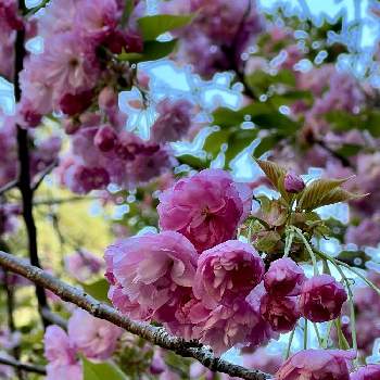 春の花木の投稿画像一覧 Greensnap グリーンスナップ