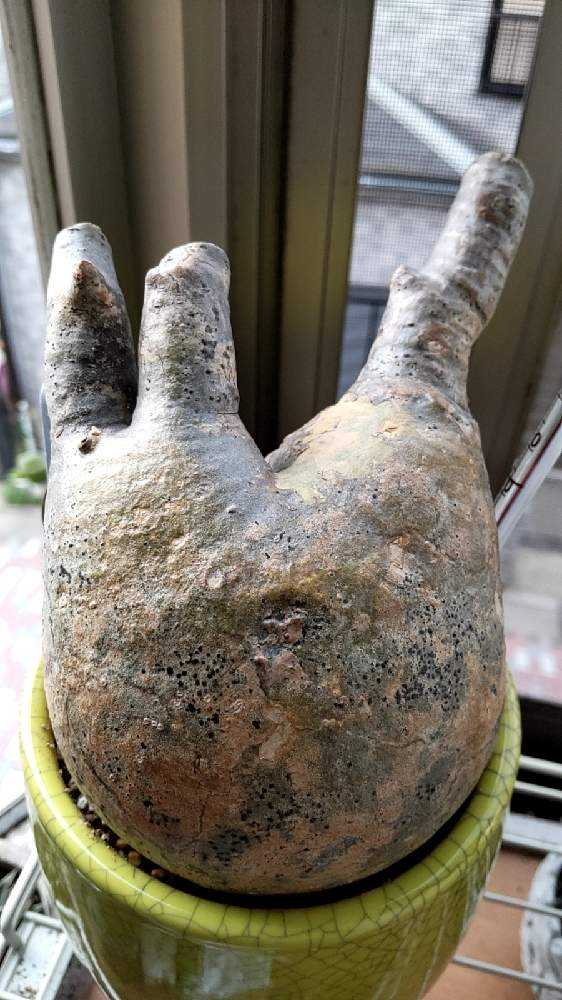 グラキリス　現地球　未発根 パキポディウム グラキリス 現地球 未発根 待ち(-_-;) | 多肉植物を