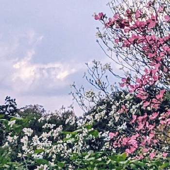 oriの自由なピンクの日の画像 by 秋草さん | 広い庭とハナミズキとハナミズキ✽とピンクの花とピンクワールドへ ようこそと白い花とoriの自由なピンクの日と雲仲間とアート雲☁️と空✽