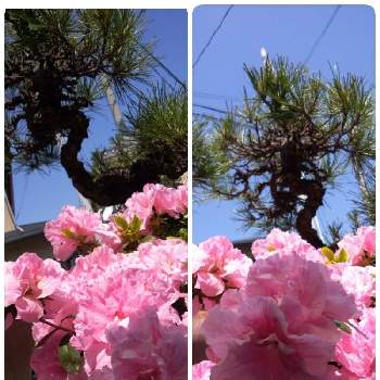 西洋ツツジの画像 by ヒロンさん | お出かけ先とアザレアとマツと19日はピンクの日♪とあっ火曜日と石同好会とピンクの花と毎月19日はピンクの日と西洋ツツジとピンクの日とGSミニモニ。とツツジ属と石同好会No.128と火曜日はピンク色の花とピンクのお花とピンクワールドへ ようこそと青空とコラボシリーズとツツジ科とお出かけ先といっても近所と別名　アゼリア　西洋ツツジ　オランダツツジと19日はピンクの日!とGSミニモニNo97とアザレア☆
