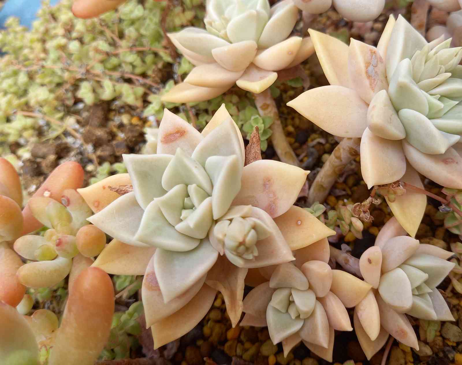 288姫朧月 薄氷 銀紅蓮｜🍀GreenSnap（グリーンスナップ）