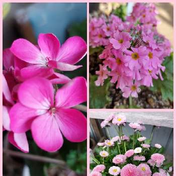 プリムラマラコイデスの画像 by カヨさん | 小さな庭とプリムラマラコイデスとゼラニウムとデージーと19日はピンクの日♪とyu ＆ゆうクラブと毎日♥Thank you♥とピンクの花とおうち園芸と綺麗といつも心に太陽をとピンクワールドへ ようこそと鉢植えと花は咲くと可愛いと19日はピンクの日!と咲いた！