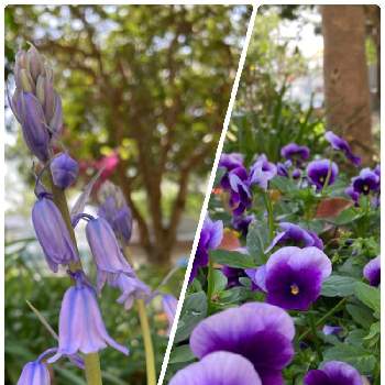 紫のパンジーの画像 by あーちゃんさん | お出かけ先とベル形の可愛い花びらと春の花♡と癒される〜〜♡と❤️可愛いと紫のパンジー