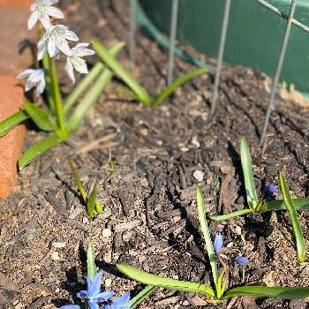 冬囲い の投稿画像一覧 Greensnap グリーンスナップ