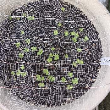 菜花の投稿画像一覧 Greensnap グリーンスナップ