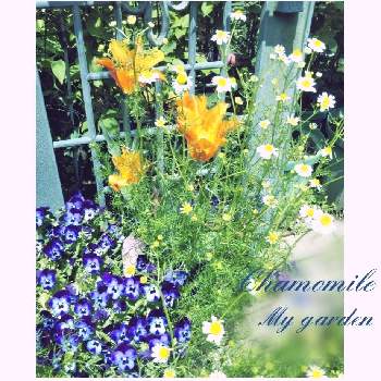 ハーブ  カモミール  の画像 by 紫陽花さん | 小さな庭とハーブ  カモミール  と♡優しさに感謝♡とビオラ・パンジーと咲いてくれてありがとう❤と出会いに感謝♡と素敵な出会いに感謝❤️とオレンジのチューリップと花のある暮らし