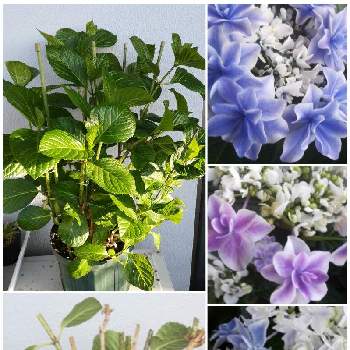 紫陽花 銀河の投稿画像一覧 Greensnap グリーンスナップ