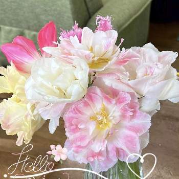 チューリップ フリンジ咲きの画像 by らりるん♪さん | チューリップとチューリップ・アンジェリケとチューリップ フリンジ咲きと春のお花とわれら17年組と切り花を楽しむと季節の花とGSミニモニ。と チューリップとらり♪チューリップと切り花と❤️乙女倶楽部❤️