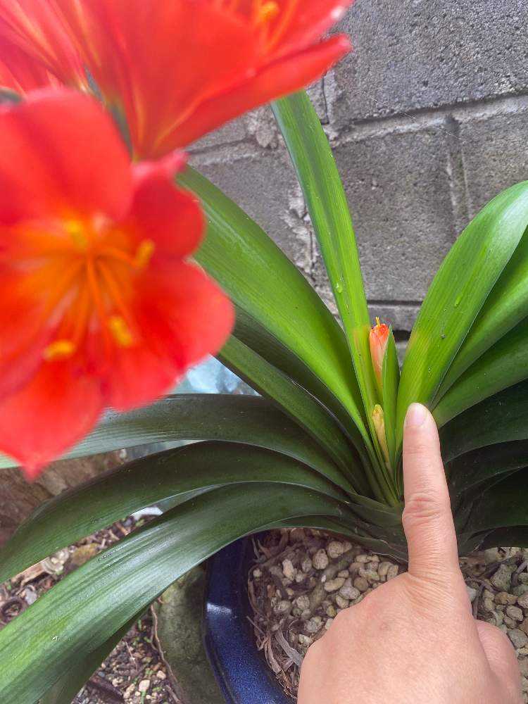 クンシラン　×8株＋ クンシラン | 青柳庵日記