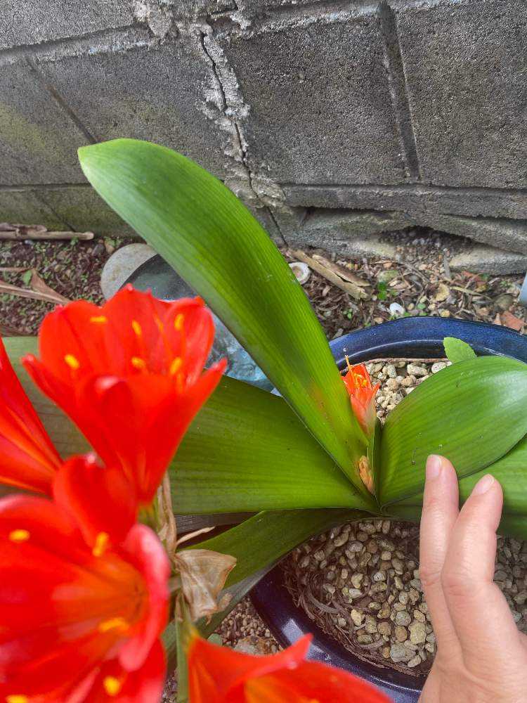 クンシラン奮闘記｜🍀GreenSnap（グリーンスナップ）