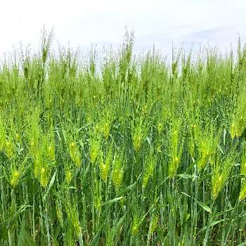 ムギの画像 by 花麦さん | ムギとコムギ(小麦)と麦畑とコムギと二十四節気・七十二候と穀雨
